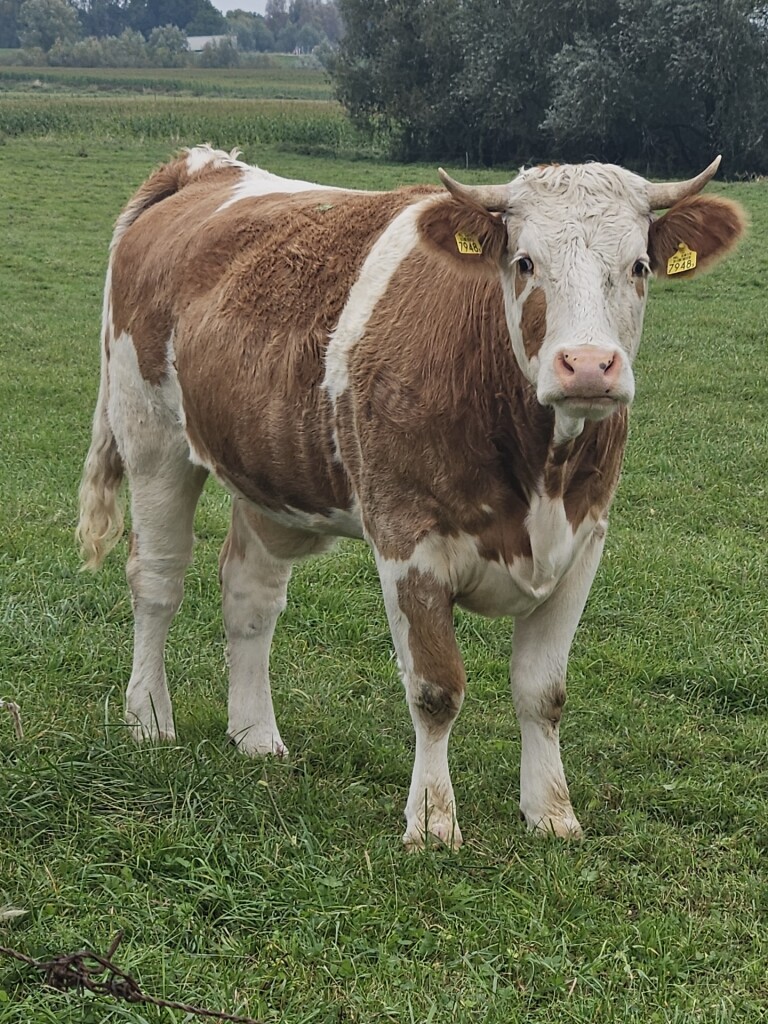 Opheusden (Varakker) - Ochten (bushalte Brandweerkazerne) · Betuwepad etappe 11