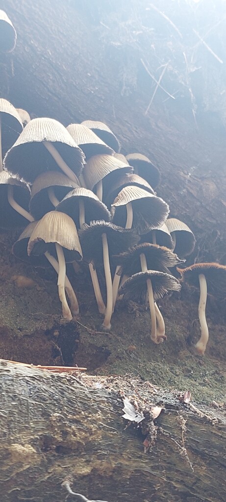 Hollandse Rading - Maarssen · Utrechtpad etappe 10