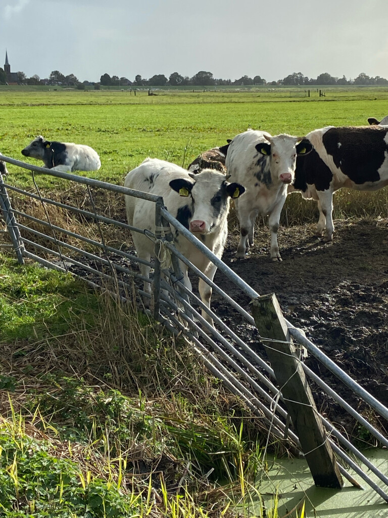 Wijdenes - Hoorn · Westfriese Omringdijk etappe 8