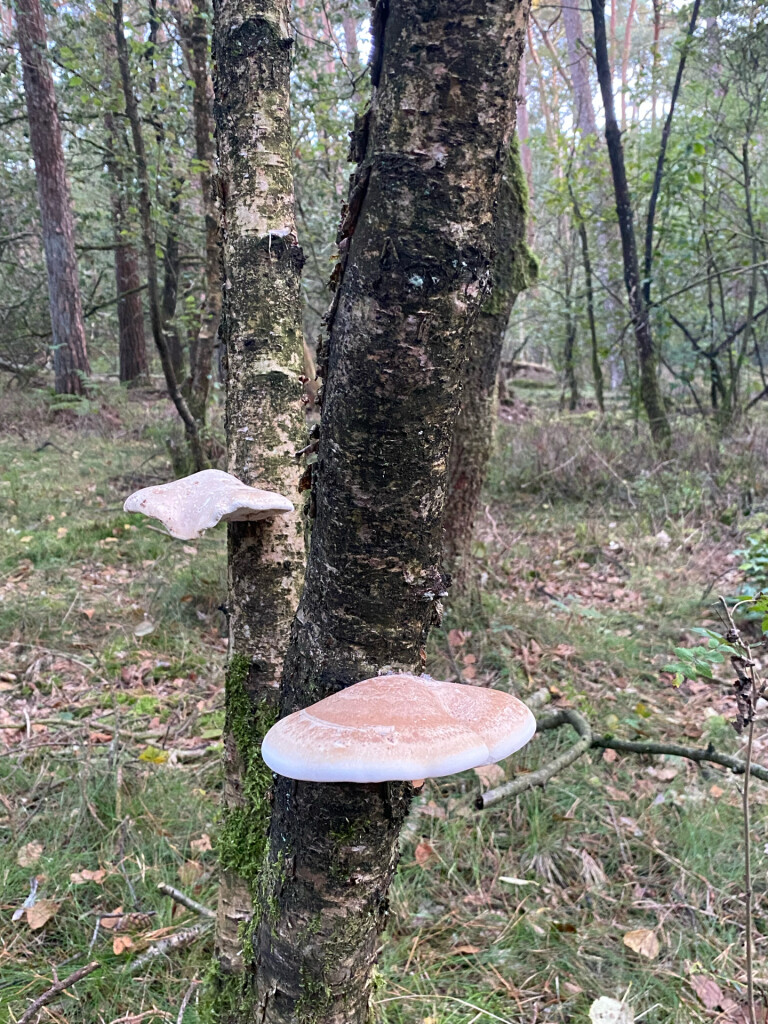 Waskemeer - Norg · Groot Frieslandpad etappe 15