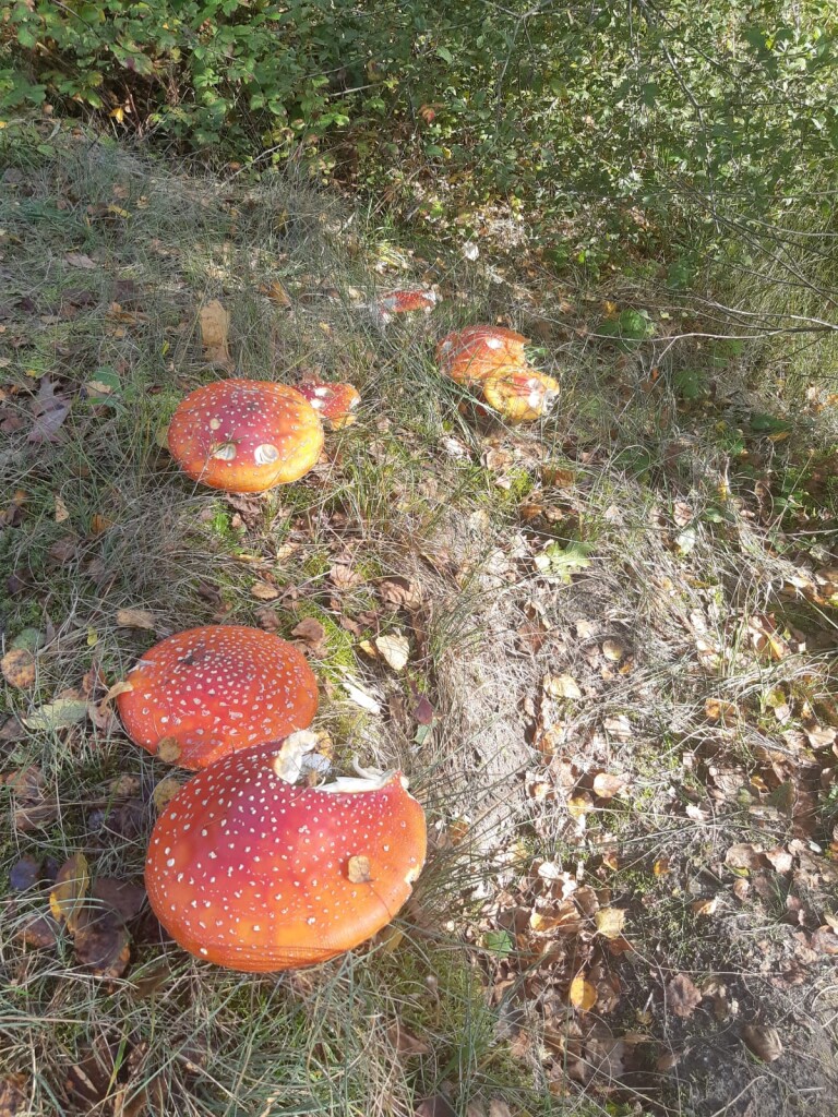 De Ster van Dwingeloo