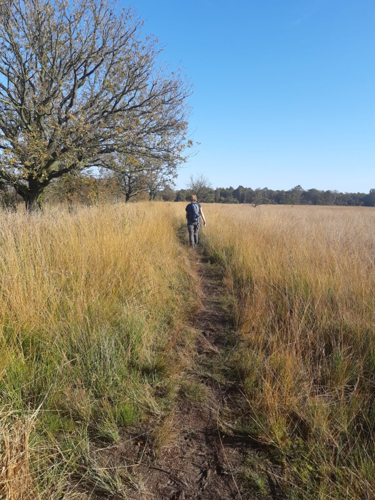 De Ster van Dwingeloo