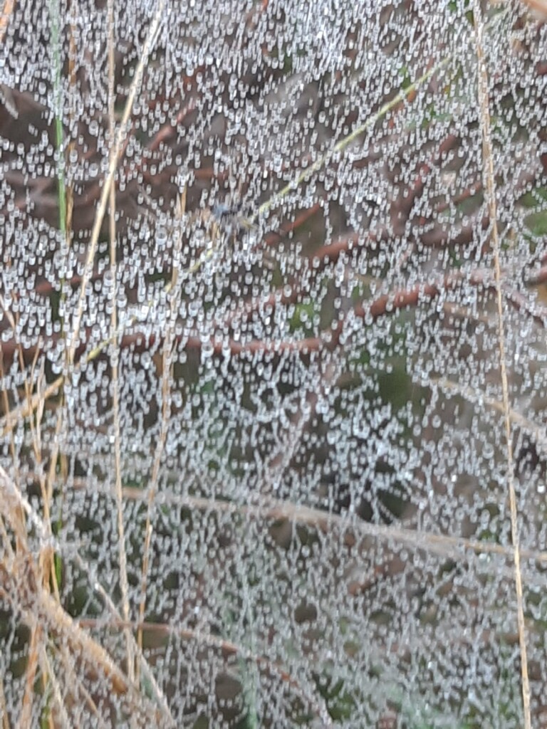 Leggelderveld - Blauwe Meer · De Ster van Dwingeloo etappe 3