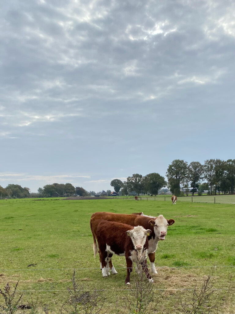 Oude Rijksweg - Blauw