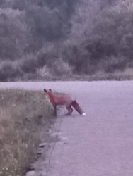 Oranje paaltjesroute Oranjekom
