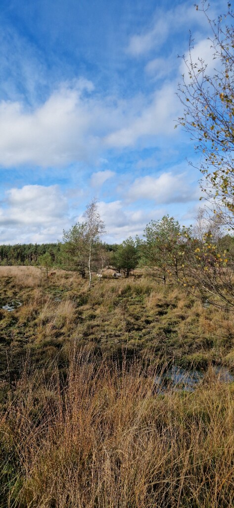 Wandelroute Boswandeling Spier
