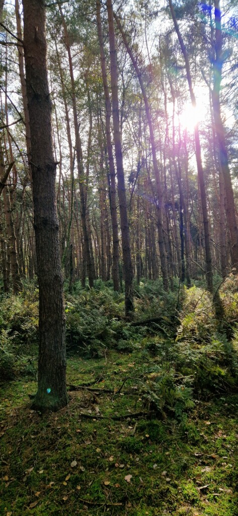 Wandelroute Boswandeling Spier