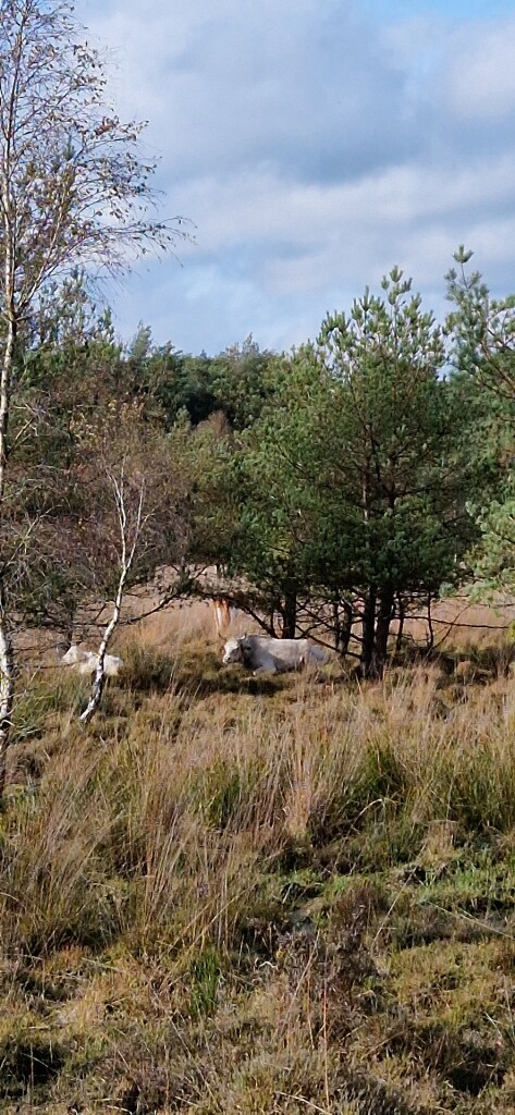Wandelroute Boswandeling Spier