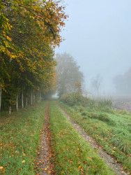 Rode paaltjesroute Norg | richting Peestermaden