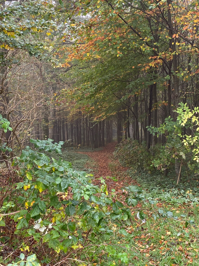 Rode paaltjesroute Norg | richting Peestermaden