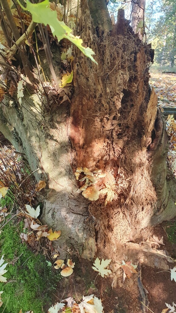 Wandelroute Roestelberg
