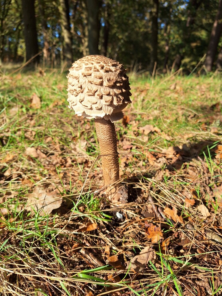 Tafelbergheideroute (oranje)