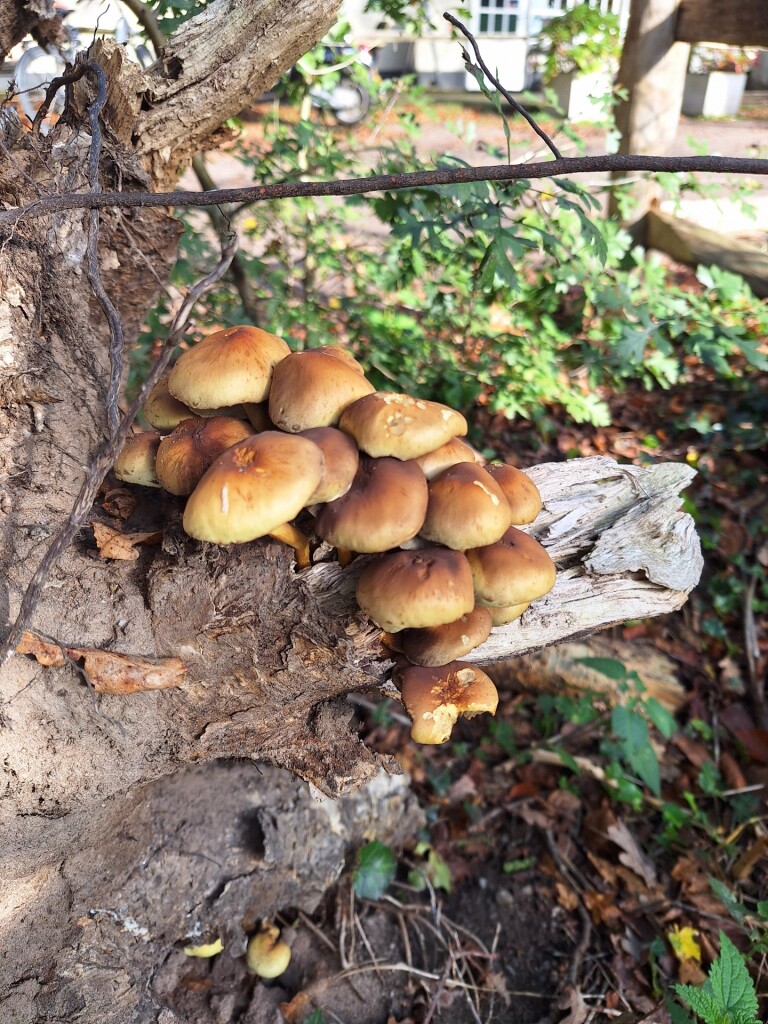 Tafelbergheideroute (oranje)