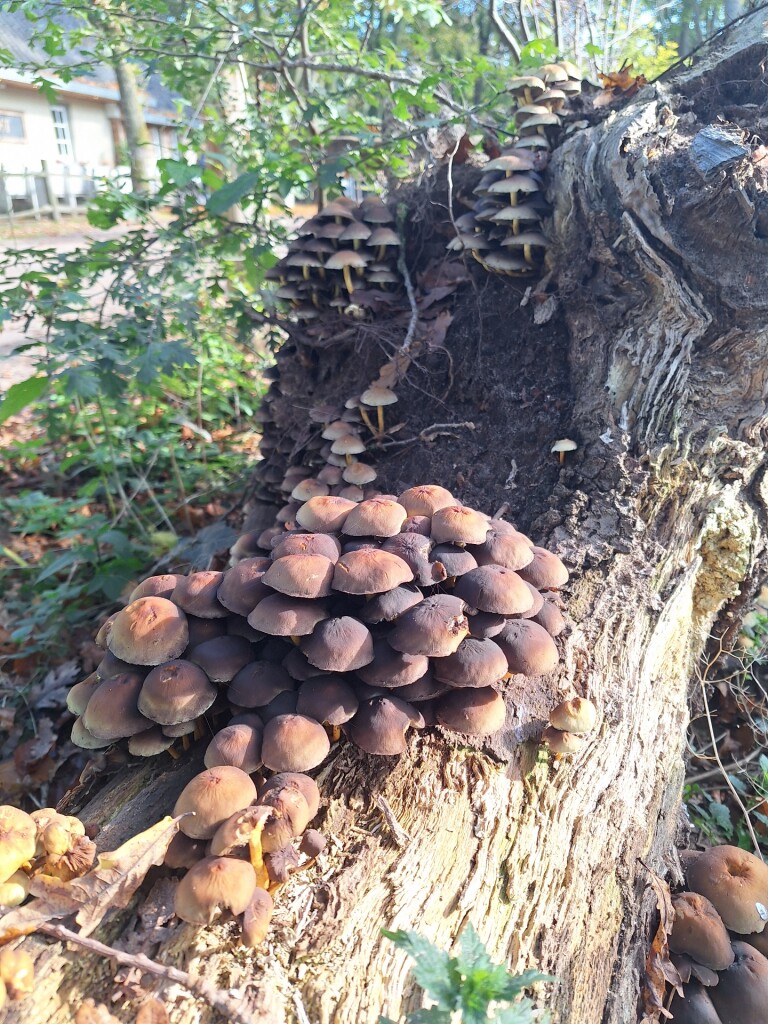 Tafelbergheideroute (oranje)
