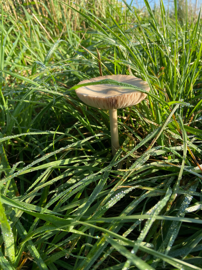 Medemblik - Enkhuizen · Westfriese Omringdijk etappe 6