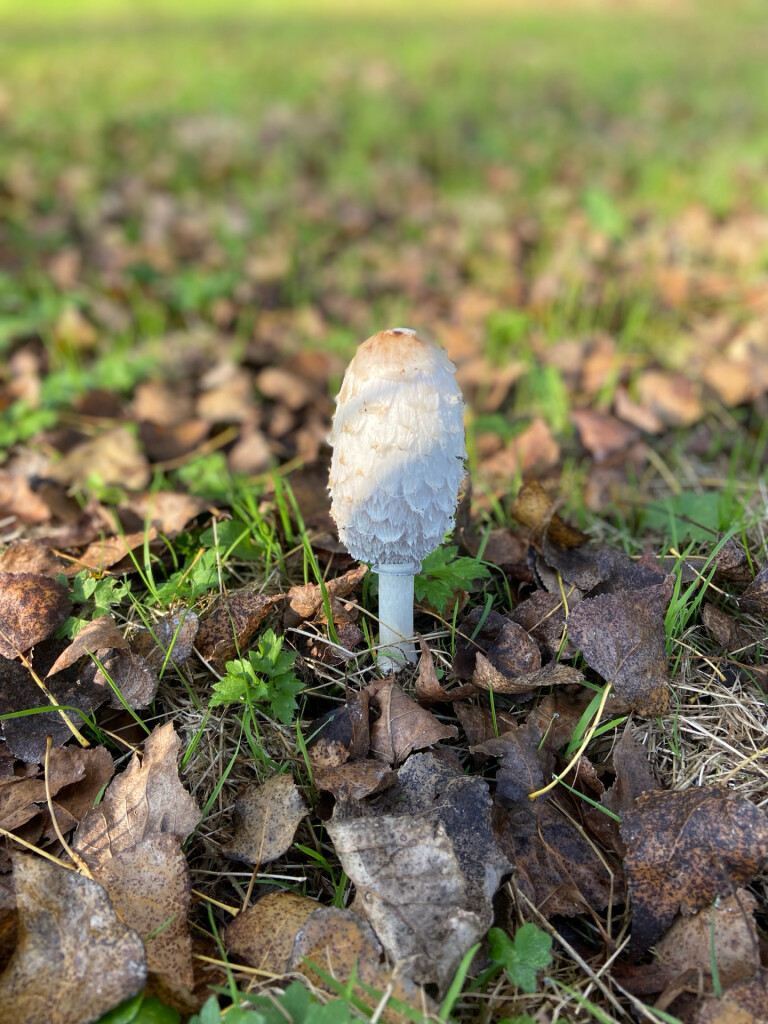 Medemblik - Enkhuizen · Westfriese Omringdijk etappe 6