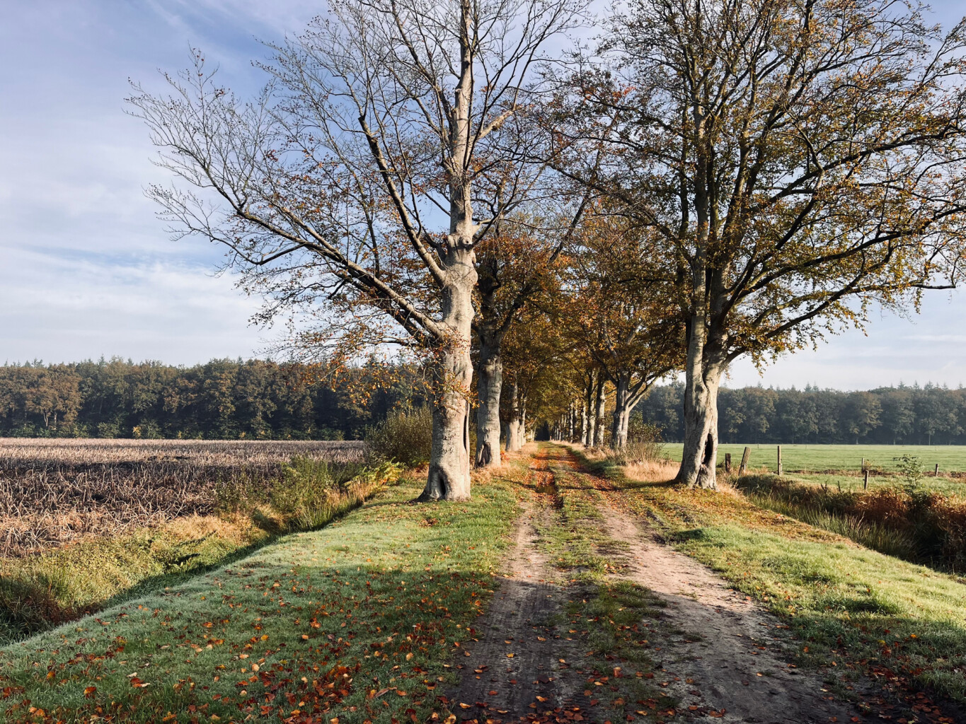 Veenhuizen - Norg · Drenthepad etappe 6
