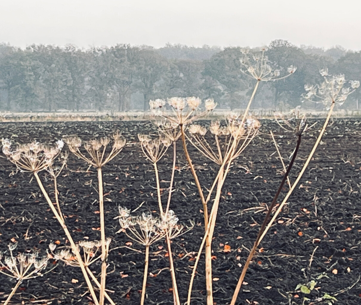 Veenhuizen - Norg · Drenthepad etappe 6