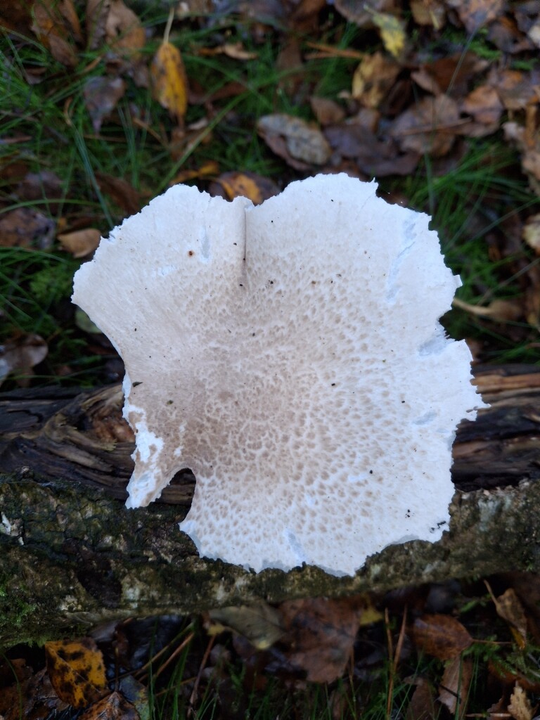 Dwalen op het Dwingelderveld