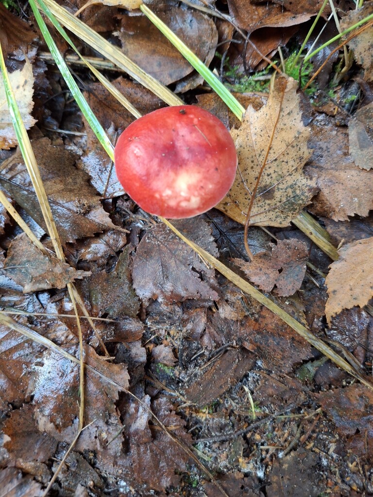 Dwalen op het Dwingelderveld
