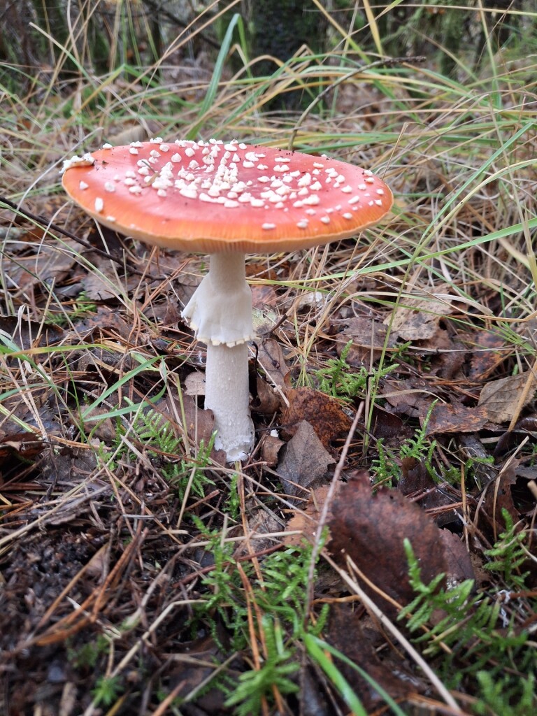 Dwalen op het Dwingelderveld