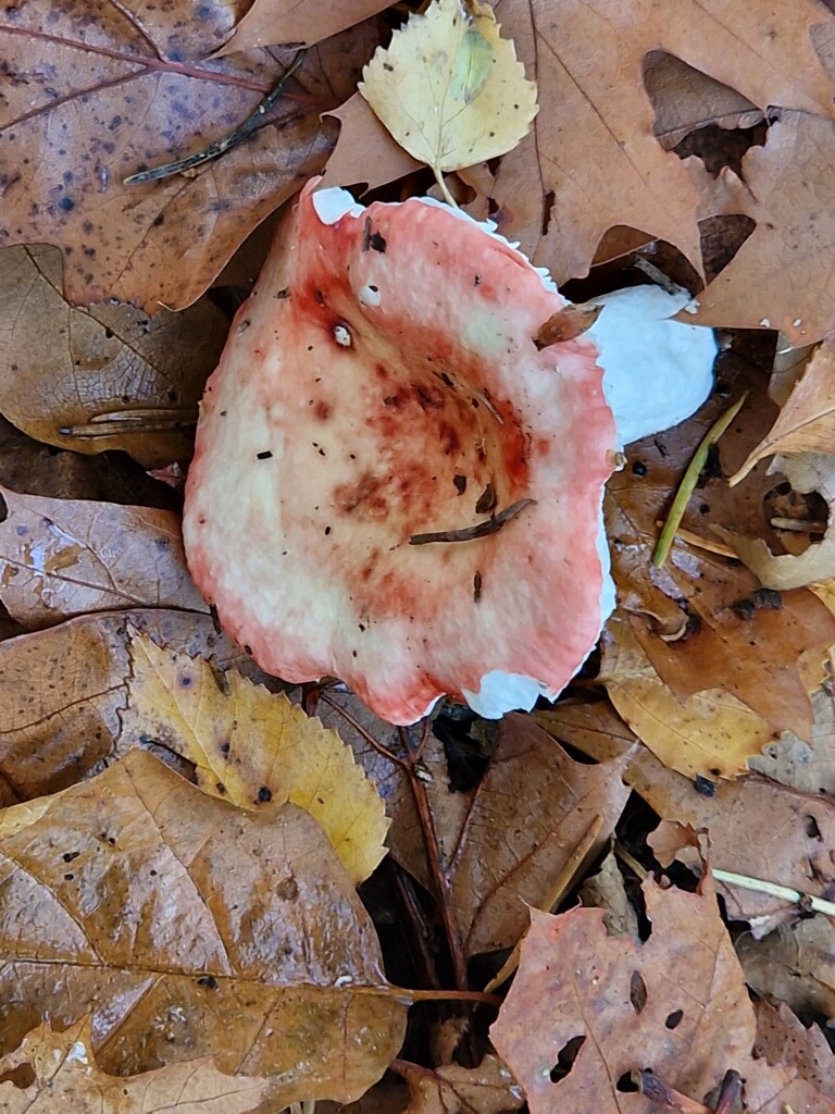 Marskramerpad etappe 2