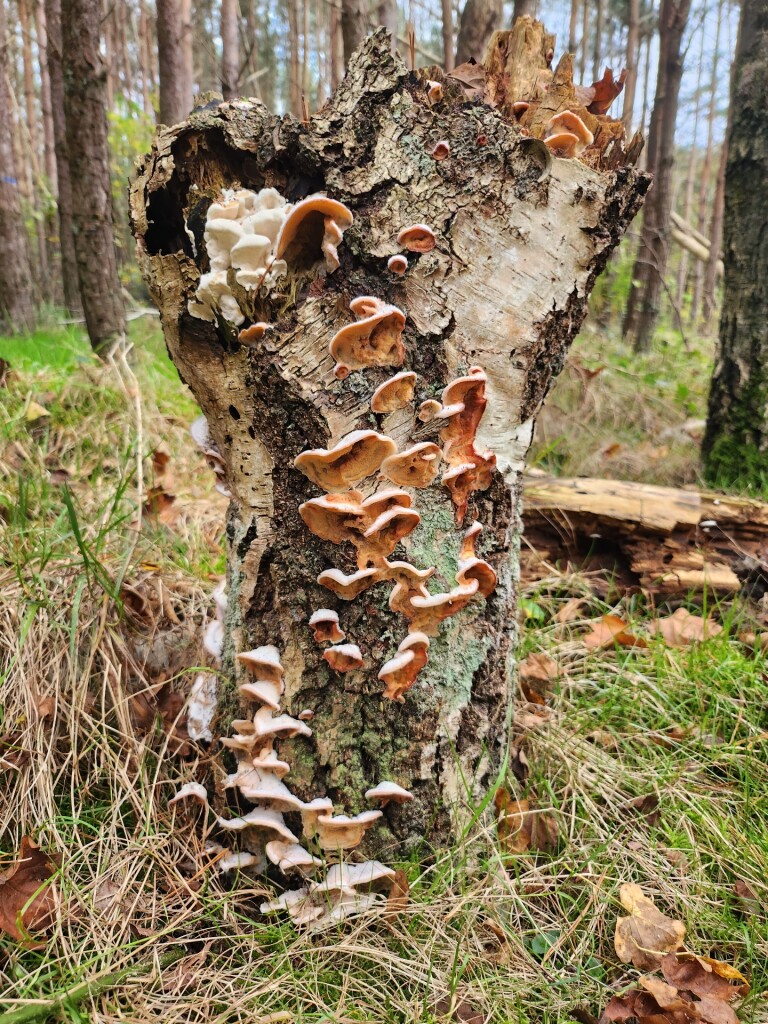 Grote Hof - Hobos - Rood