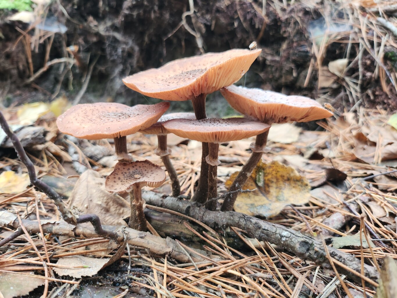 Grote Hof - Hobos - Rood