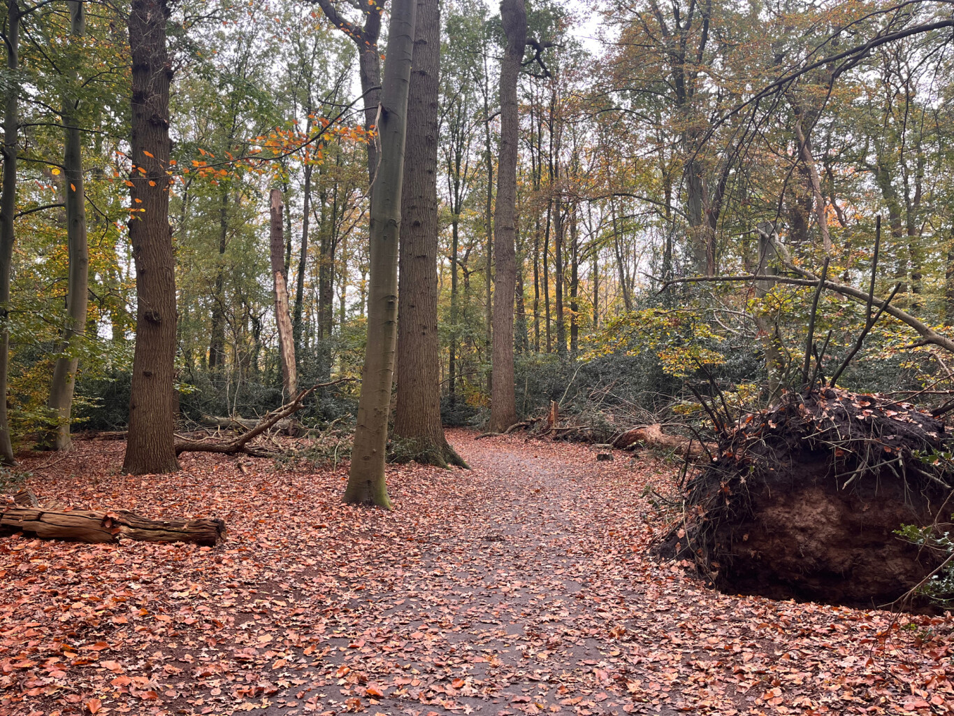 Norg - Roden · Drenthepad etappe 7