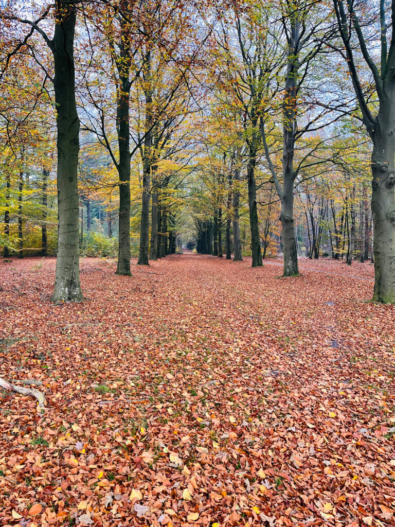 Rolde - Papenvoort · Roots Natuurpad etappe 6
