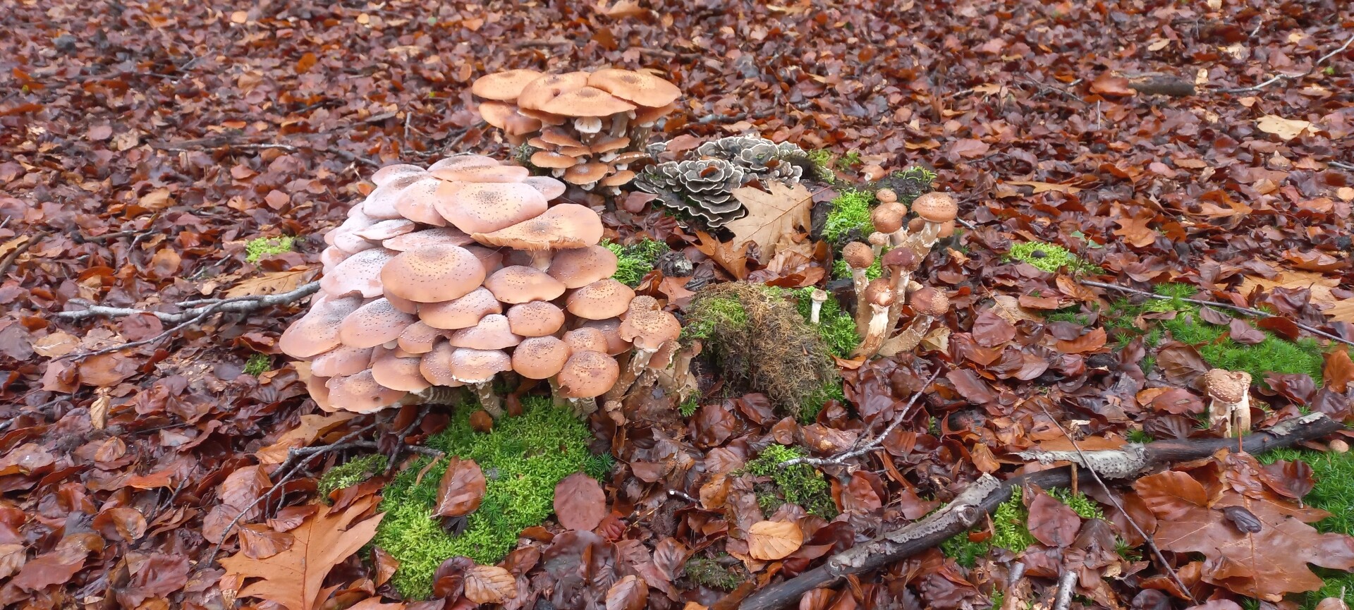 Harderwijk - Nunspeet · Zuiderzeepad etappe 13