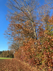 Station Dalfsen - Blauw