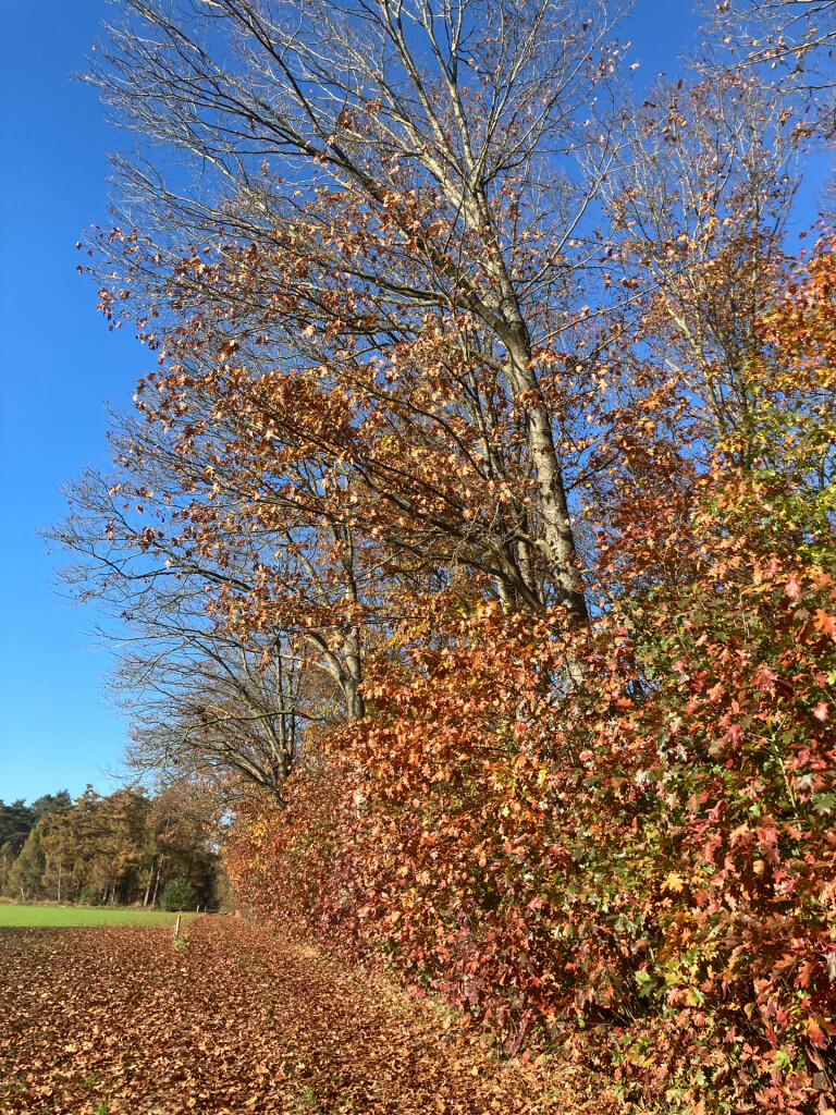 Station Dalfsen - Blauw