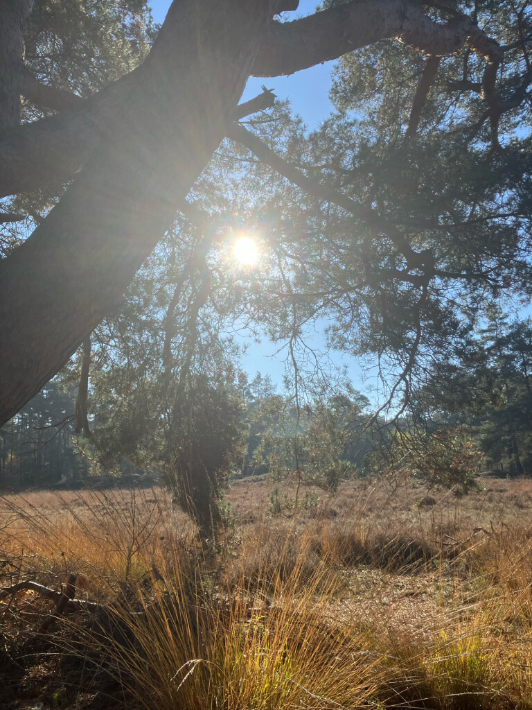 Station Dalfsen - Blauw