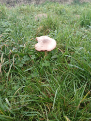 Zandeweer - Middelstum · Groninger Borgenpad etappe 10