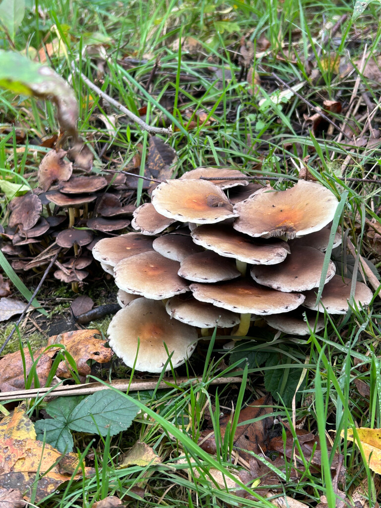 Airbornepad Market Garden - 02 · Airbornepad etappe 2