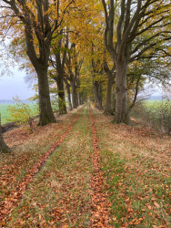 Holthone - Blauw