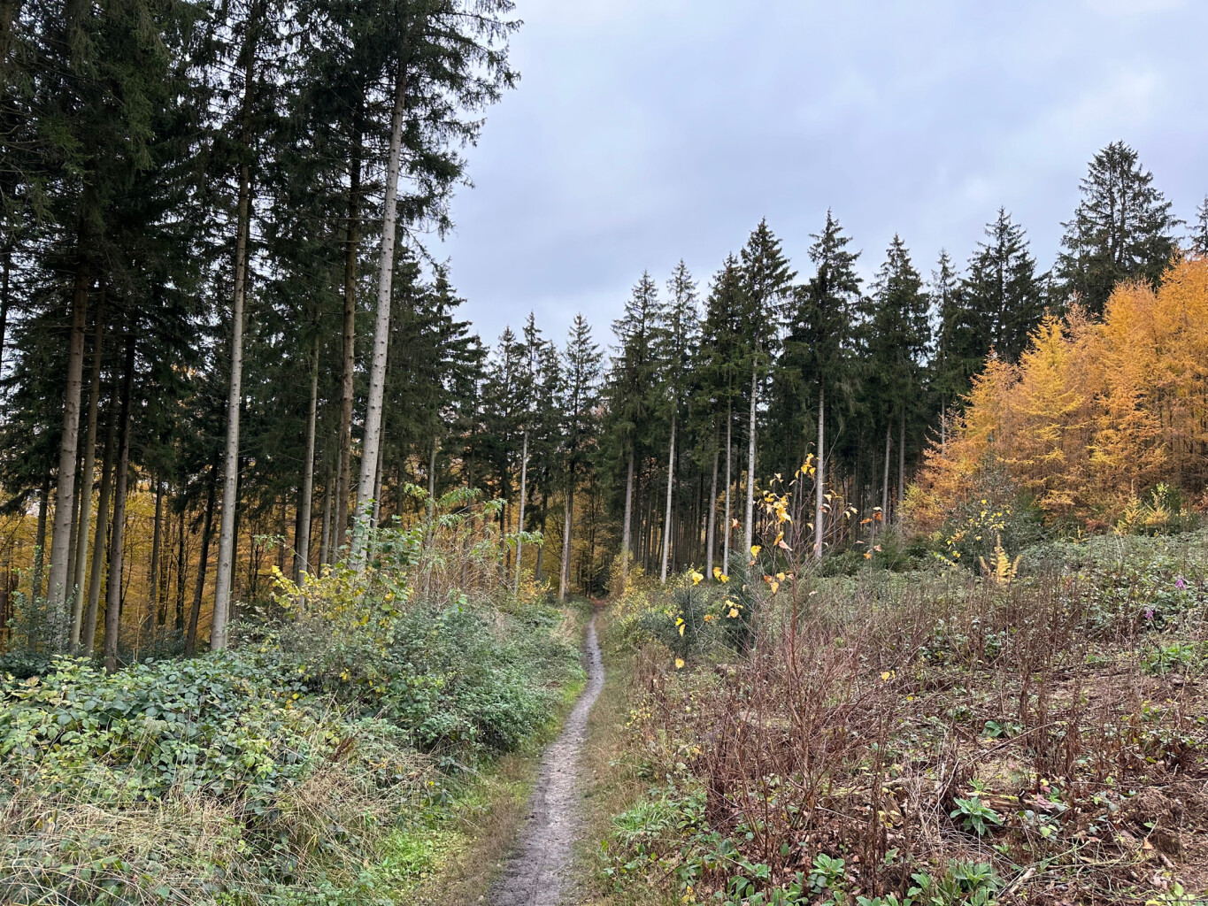 Wandelen over de Vijlenerberg