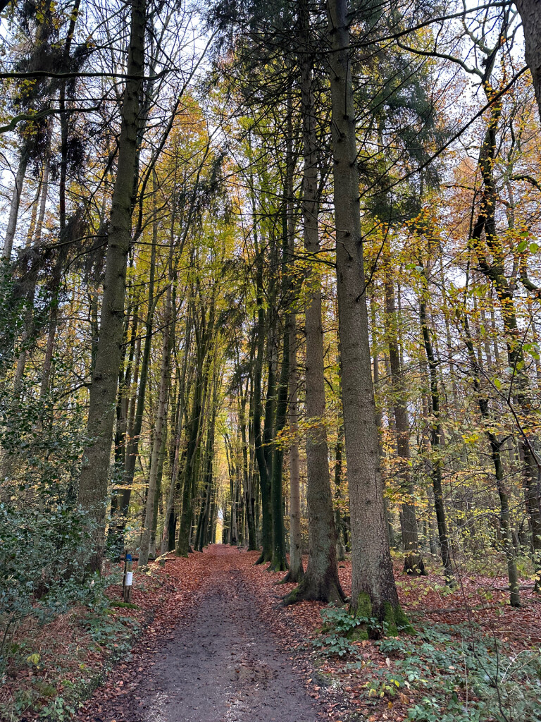 Wandelen over de Vijlenerberg