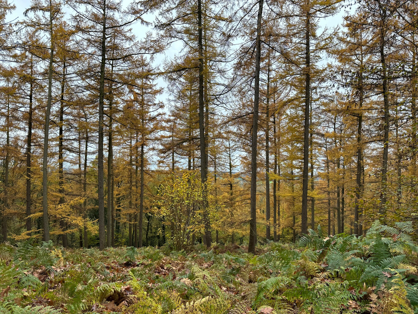 Wandelen over de Vijlenerberg