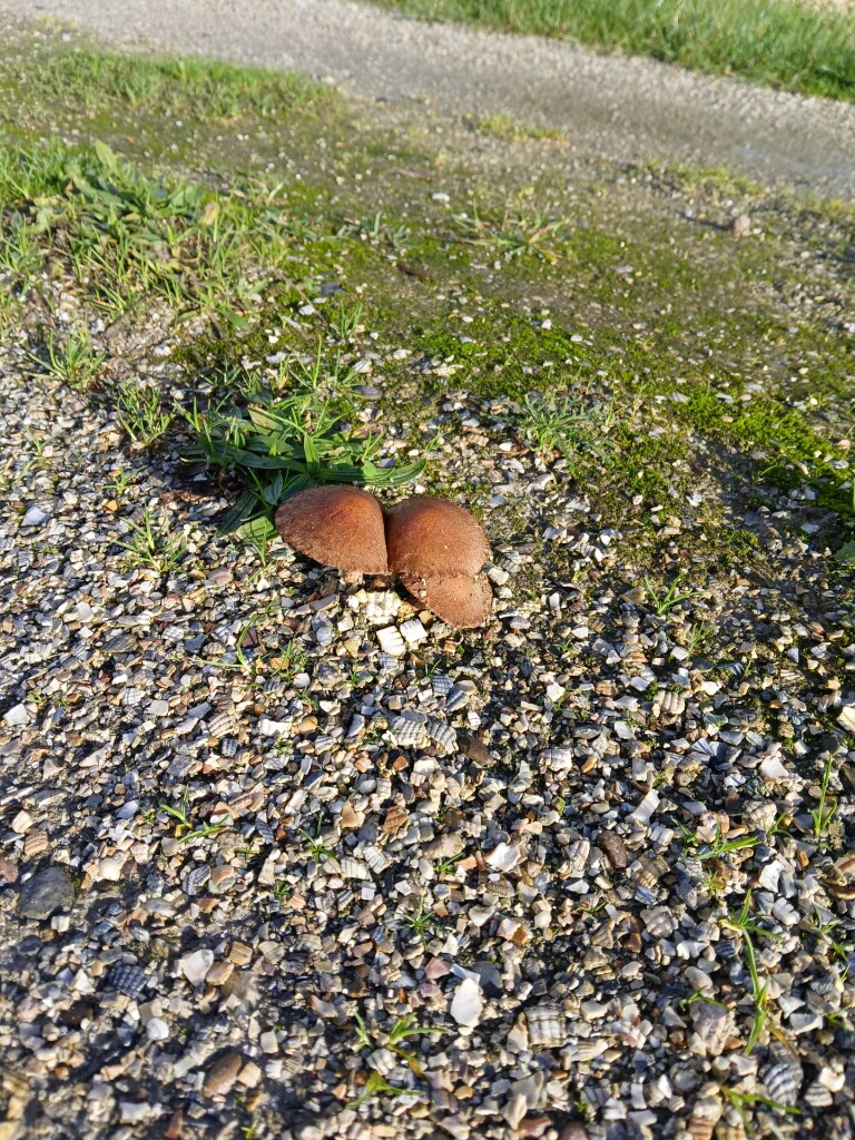 Middelstum - Zeerijp · Groninger Borgenpad etappe 11