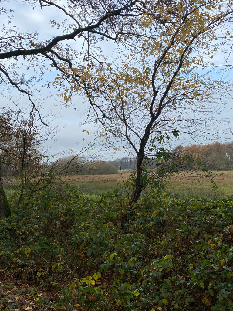 Wandelroute: Tynaarlo-Wedbroeken