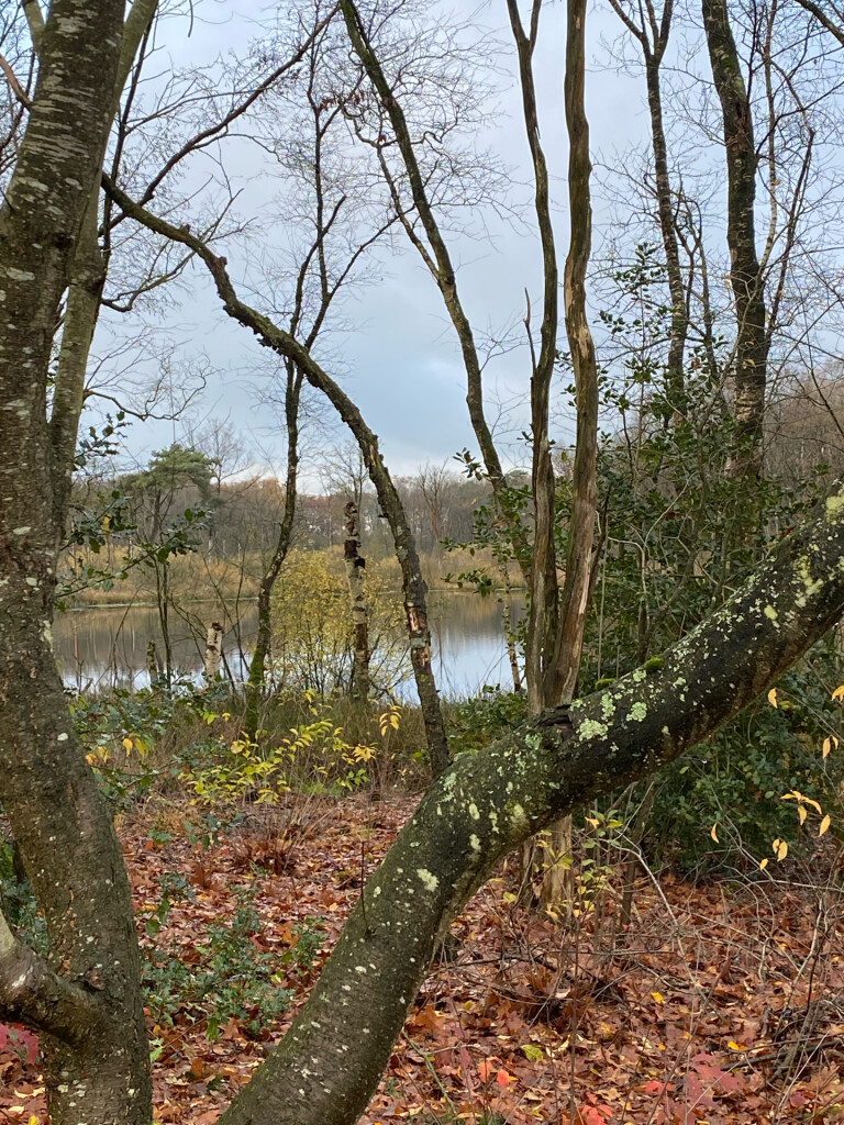 Wandelroute: Tynaarlo-Wedbroeken