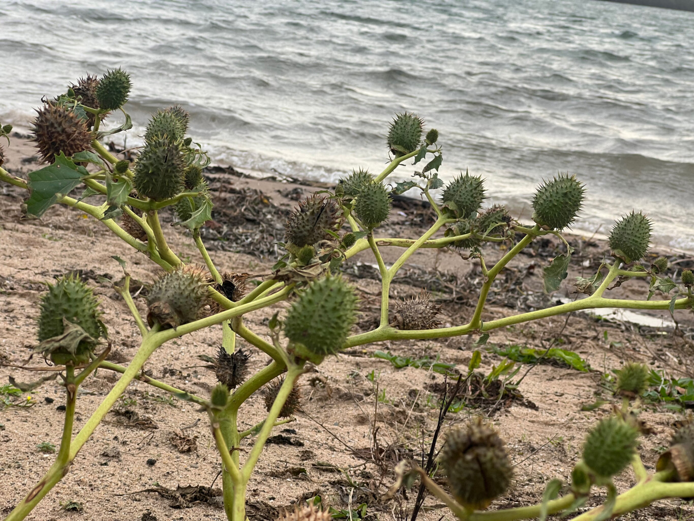 Tussen oude Rijn en oude Waal