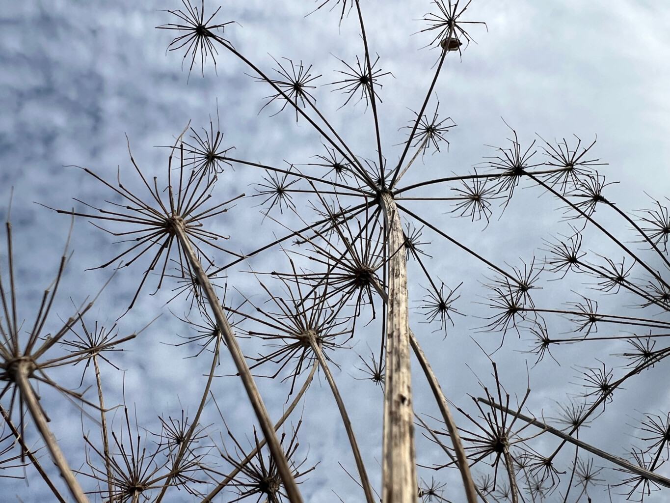 Tussen Oude Rijn en Oude Waal