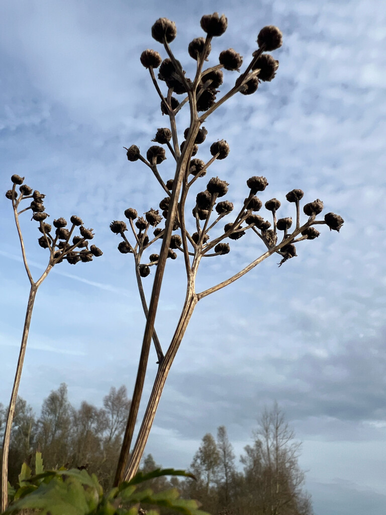 Tussen Oude Rijn en Oude Waal