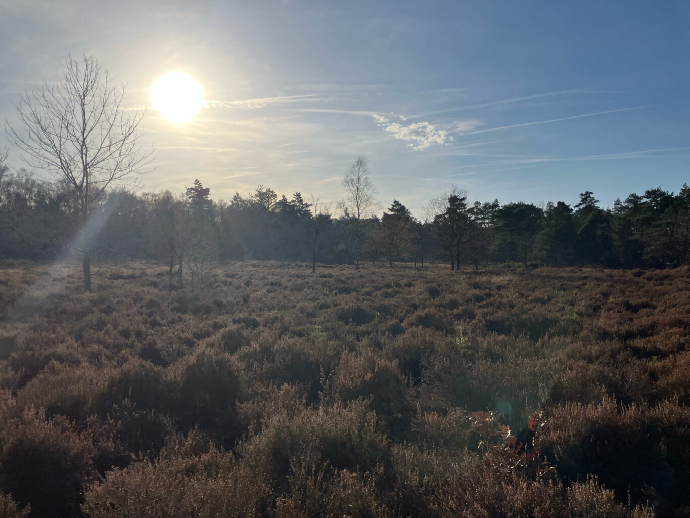 Thornspiccerpad Elburg