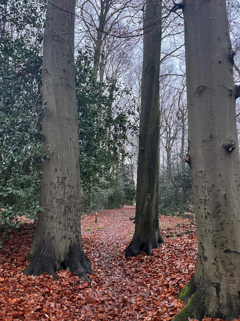 Parkbosroute landgoed De Braak (Drenthe)