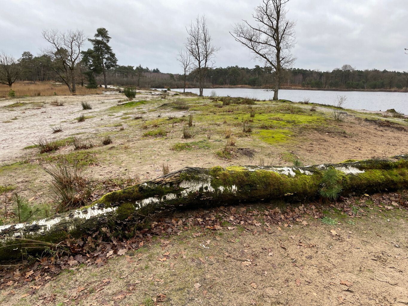 Wandelroute Belversven, bij Oisterwijk