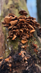 Grafheuvels en leemkuilen op de Herikerberg